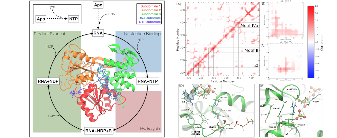 Dengue NS3 Helicase